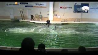 Delfinu sou Klaipedoj  Dolphin Show in Klaipeda part 1 [upl. by Millwater]