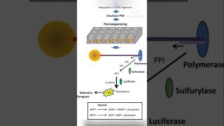 Pyrosequencing  easy explanation mystery soni [upl. by Aehsan]