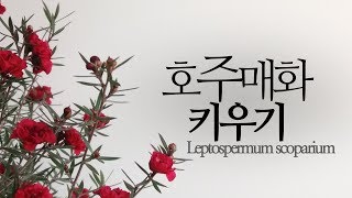 호주매화 키우기겨울 꽃 식물 Leptospermum scoparium 226화 해맑은TV [upl. by Gladi]