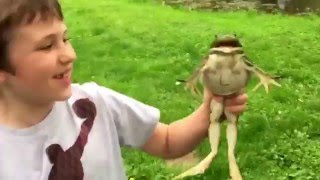 Funny Screaming Frog Compilation [upl. by Ahsuas243]