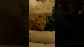 Jasper’s 1st Tree🥰😻 christmas piano [upl. by Beaufert]