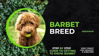 Discover the Enchanting Barbet Dog Breed French Water Dogs [upl. by Odrareg583]