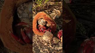 Coconut FILLED with crabs What’s going on nature hermitcrab beach [upl. by Dde]