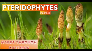 Plant kingdom 07 PTERIDOPHYTES Class11 CBSE NCERT NEET NCERT through pictures Part 2 [upl. by Ramej]