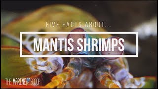 Five Facts About Mantis Shrimps [upl. by Keely986]