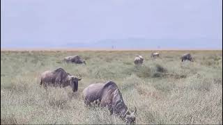 Wildebeest at Amboseli National Park EasyBudgetSafaris [upl. by Lehsar]