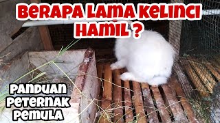 berapa lama kelinci hamil [upl. by Evans]