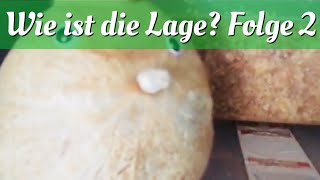 Pilze züchten wie ist die Lage Folge 2 [upl. by Essined]