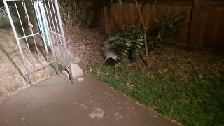 Nighttime yard visitor eats bird seeds in style [upl. by Marijn808]