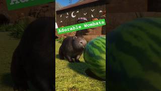 Adorable Wombats in Planet Zoo Console Edition planetzoo wombat cuteanimals [upl. by Rybma]