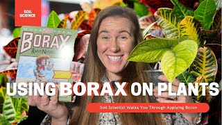 How To Use Borax On Plants Borax Can Be Used On Houseplants amp The Garden Soil Scientist Explains [upl. by Eilema]