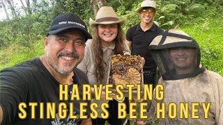 The Ultimate Guide To Stingless Bee Honey Harvesting With The Millennial Beekeeper [upl. by Lilahk]