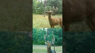 HempScent Rope or Natural Vine mockscrape deerhunter whitetaildeer deerhunting bowhunting [upl. by Acissej]