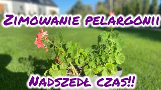 Zimowanie pelargonii  jak przezimować pelargonie [upl. by Pitchford]