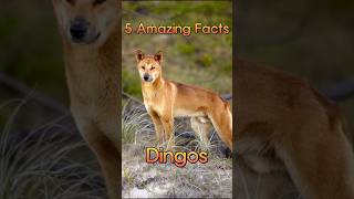 5 Amazing Facts About Dingos dingo australianwildlife 5facts [upl. by Venola]