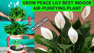 Peace Lily How To Grow Care And Propagate  Best Air Purifying Eazy Indoor Plant  Complet Guide [upl. by Eniamrehc]