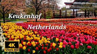 KEUKENHOF GARDEN NETHERLANDS  VISIT KEUKENHOF 4KUHD  TULIPS GARDEN HOLLAND [upl. by Eira]