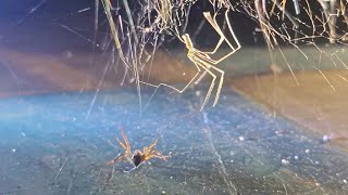 Cellar Spider vs Spiders Compilation [upl. by Aisset]