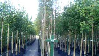 Sap Trees Sorbus aucuparia quotSheerwater Seedlingquot 1214cm [upl. by Attelra665]