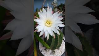 Very large Echinopsis Subdenudata flowering echinopsissubdenudata [upl. by Warfeld455]