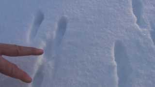 Tracking Eastern Cottontail Rabbit in the Snow [upl. by Polash]