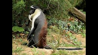 The Roloway Monkey is an endangered species of Old World monkey endemic to tropical West Africa [upl. by Yelhak]