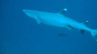 Swimming close to a White Tip Reef Shark [upl. by Ynneh]