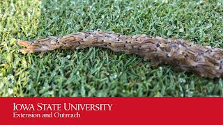 Sciarid Snake on Golf Green [upl. by Rashidi]