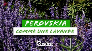 🌿 Perovskia  L’alternative rustique à la lavande  🌸 [upl. by Wrand]