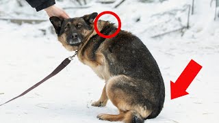 8 Subtle Signs of Stress in Dogs  NEVER IGNORE [upl. by Acinorev624]