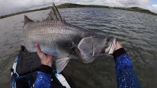 Causeway Lake Barramundi Round 2 [upl. by Sherborne]