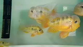 I really love my alfa Balzani Geophagus [upl. by Aicel]