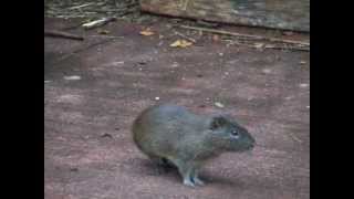 Wild Guinea Pigs Cavia aperea [upl. by Sielen]