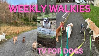 Weekly Walkies with Hoofs amp Paws TV for dogs [upl. by Vijnas]