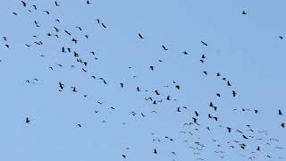 Jackdaws Portland Bill 24th October 2024 [upl. by Rebba]