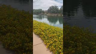 Just out and about  Sahuarita Lake Park AZ 🦋🦆🐟 travel sahuarita shorts [upl. by Witcher]