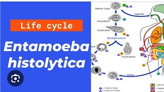 Entamoeba histolytica life cycle in just 20 minutes [upl. by Jahn602]