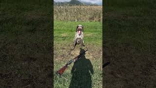 Beccaccino Il primo della stagione è andato benelli spinoneitaliano hunting caccia beccaccia [upl. by Foss]