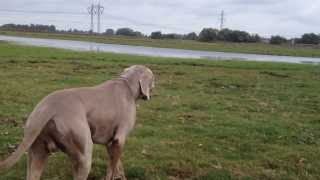 Weimaraner sneak attack [upl. by Brose]