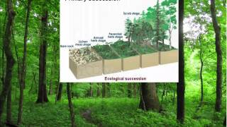 11B Ecological Succession II Oak Hickory Forest [upl. by Thormora]