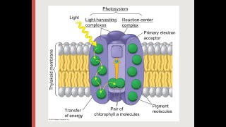 PhotosystemLight absorbing structure Kind of photosystem structure of photosystemAntenna complex [upl. by Ecinert]