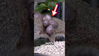 Saving squirrel from botfly infestation 😱 shorts botfly [upl. by Leitao18]