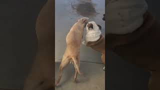 Brutiss bulldog and friends going outside shortsfeed bulldog viral pets [upl. by Lonyer986]