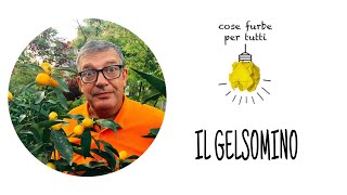 COSE FURBE PER TUTTI Il Gelsomino falso gelsomino o trachellospernum [upl. by Aaron]