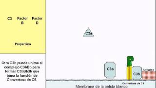 Sistema del Complemento  vía alterna  en Español [upl. by Rabush678]