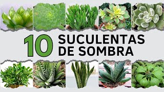 10 Suculentas de SOMBRA ⛅ [upl. by Naols]