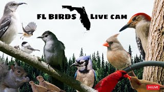 LIVE✨ FLORIDA Bird Feeder Cam ☀️ TUESDAY Birds Squirrels Nature Sounds cattv live birdfeeder [upl. by Ahsuas]