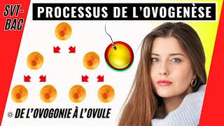 Ovogenèse chez la femme comment se forment les ovules [upl. by Llennod]