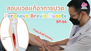 สอนนวดแก้อาการปวด Peroneus Brevis Muscle  เคล็ดลับลดปวดกับบัณฑิต EP66 [upl. by Iarahs891]