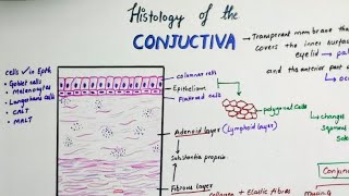 Histology Of Conjunctiva [upl. by Namlas]